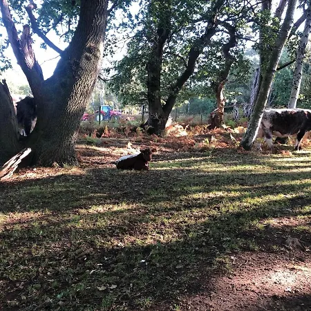 Owl Peaceful Countryside 8 Miles From York Skipwith
